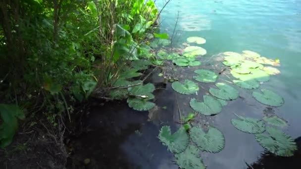 Lily pads on blue water of the Heviz Lake — Stock Video