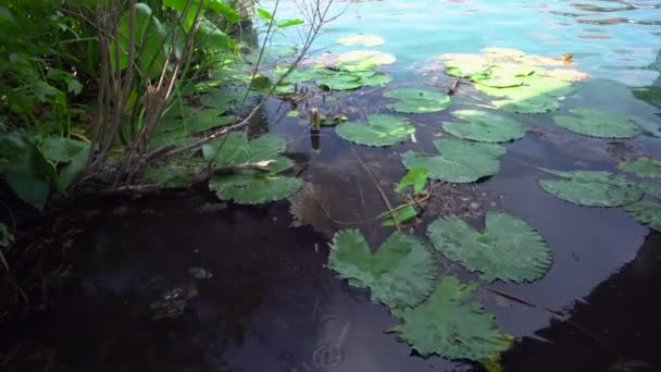 Poduszki Lily na jeziorze Heviz na Węgrzech — Wideo stockowe