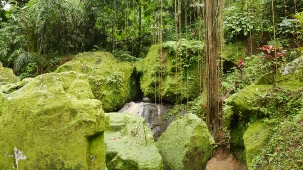 Grandes rocas cubiertas de musgo verde brillante y lianas — Vídeos de Stock