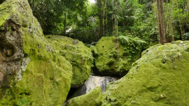 Große Felsen mit leuchtend grünem Moos und Lianen am Elefantenhöhlentempel bedeckt — Stockvideo
