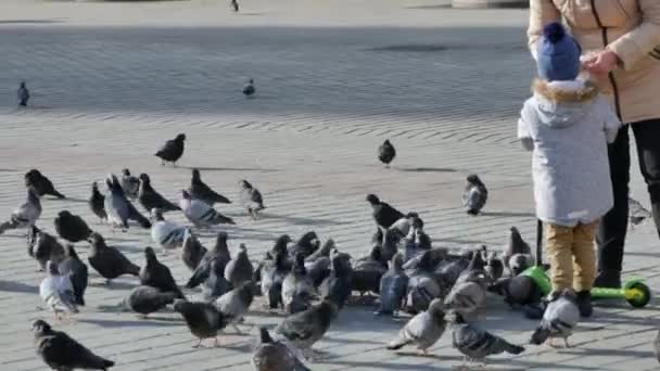 Madre e hijo alimentan palomas — Vídeos de Stock