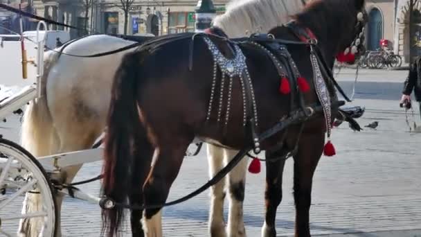 Häst vagn på stora torget-närbild — Stockvideo