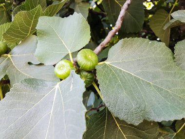 Gürcistan'da ağaçta yeşil incir meyveleri