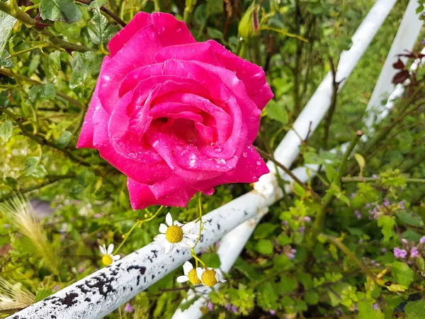 Το τριαντάφυλλο λουλούδι και μικρές camomiles στο παλιό λευκό φράχτη — Φωτογραφία Αρχείου