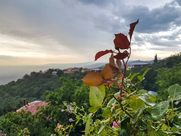 Aşk Sighnaghi kasabasında yağmurdan sonra gül bırakır