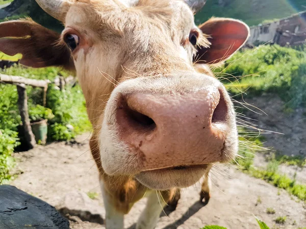 La nariz de vaca de cerca en Georgia — Foto de Stock