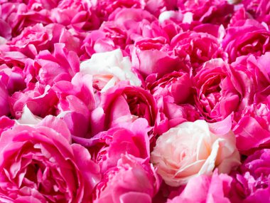 Romantik taze pembe ve beyaz gül arka plan