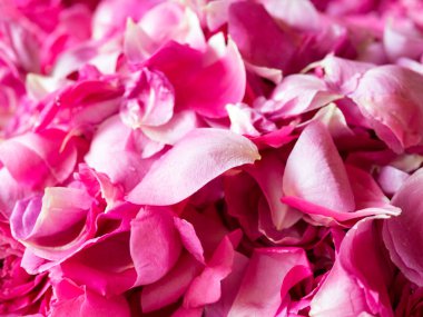 Narin pembe gül yaprakları arka plan kadar yakın