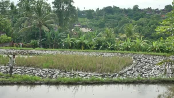 Ultra široký záběr farmáře kráčejícího v bahně na rýžovém poli v Ubud — Stock video
