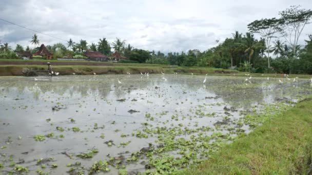 Szerokie ujęcie pola ryżowego w Ubud i rolnik pracujący nad nim — Wideo stockowe