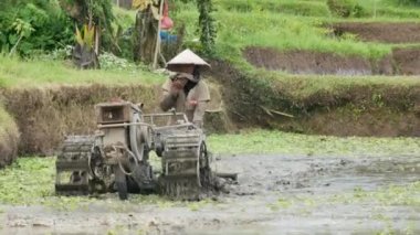 Erkek çiftçi pirinç tarlası kameraya yaklaşıyor.