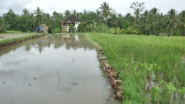 Kachny u vody na rýžovém poli na Bali - Handheld — Stock video