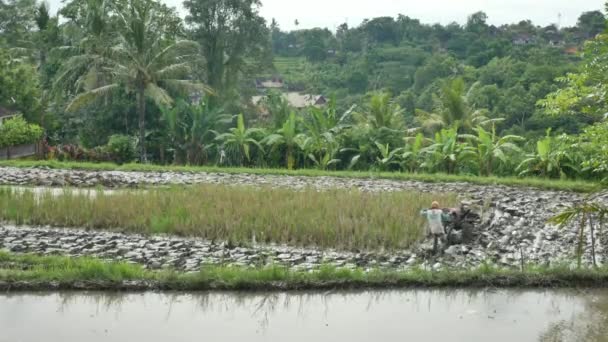 Ultra široký záběr zemědělce pomocí malého traktoru orat rýžové pole v Ubud — Stock video