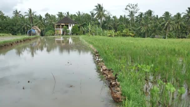 Rad av ankor nära vattnet på risfält på Bali och huset på förgrunden — Stockvideo