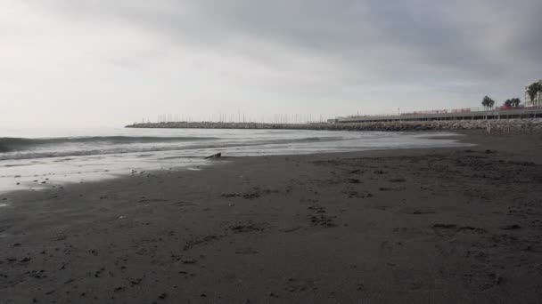 Dog on the gray winter beach in Salerno in Italy - Medium Shot — Stock Video