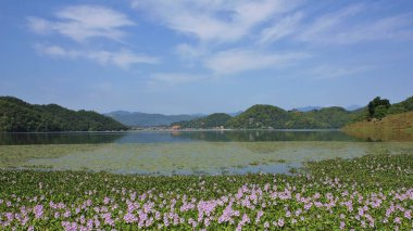 Carpet of water hyacinths and green hills on the shore of begnas lake, Nepal. Spring day near Pokhara. clipart