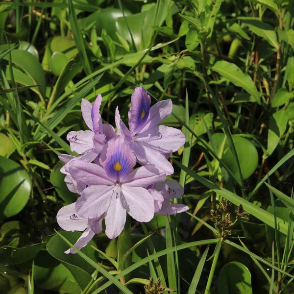 Vackra Rosa Blå Gul Färgade Vattenhyacint Växer Sjön Begnas Sjön — Stockfoto