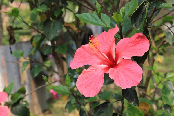 Flor Hibisco Rosa Crescendo Pokhara Nepal — Fotografia de Stock