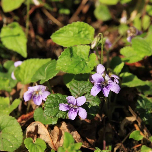 Floare Ficat Violet Creștere Într Pădure Din Zona Conservare Annapurna — Fotografie, imagine de stoc