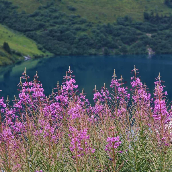 Yaz Olay Yerinde Göl Engstlensee Küçük Mera Gül Pembe Çiçekler — Stok fotoğraf