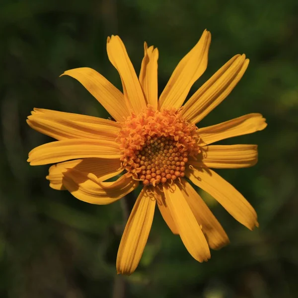 Arnica Montana Erba Medica Coltivazione Fiori Campo Piante Officinali Nelle — Foto Stock