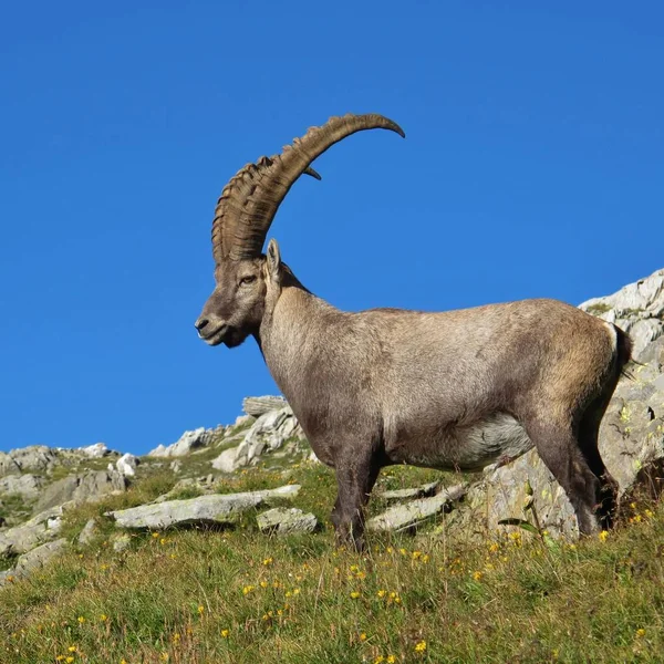 Standing Male Alpine Ibex Big Horns — Stock Photo, Image