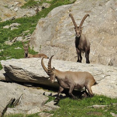 3 Alp dağ keçisi, nadir vahşi hayvanlar