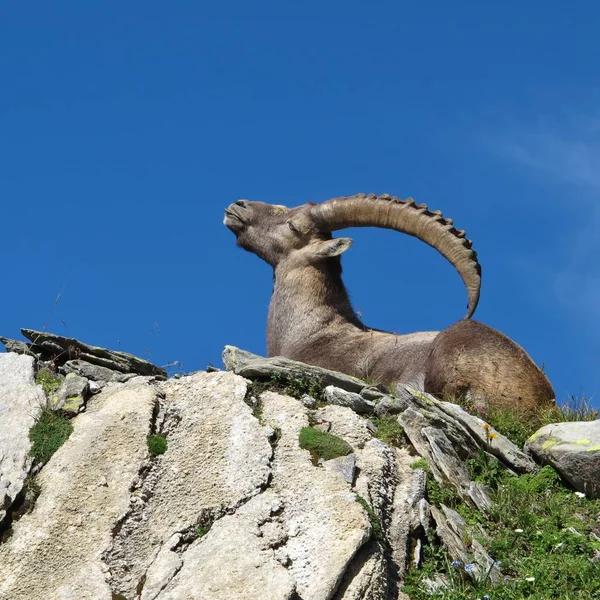 Lying Alpine Ibex Scratching His Back His Horns — Stock Photo, Image