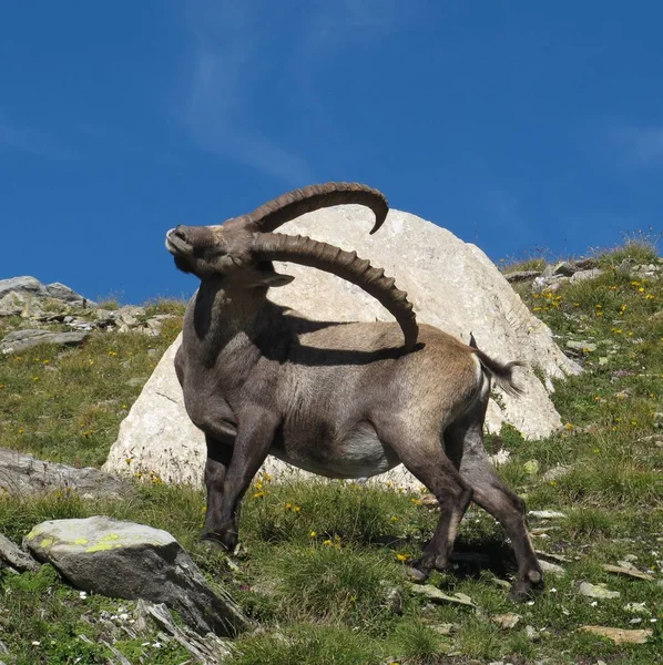 Alpine Ibex Scratching Himself His Horns — Stock Photo, Image