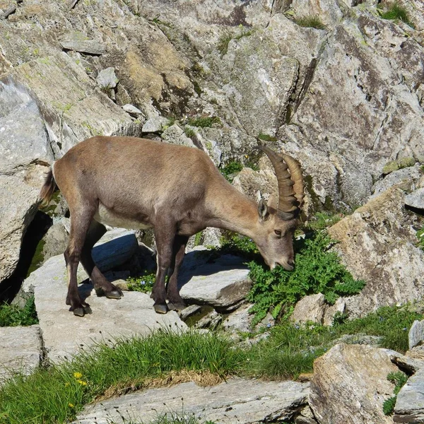 Young Alpine Ibex Mount Niederhorn Bernese Oberland — Stock Photo, Image