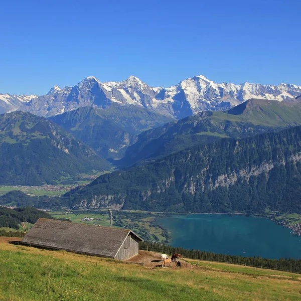 Usługa Azure Niebieski Jezioro Thun Oberland Berneński Śniegiem Szczyty Eiger — Zdjęcie stockowe