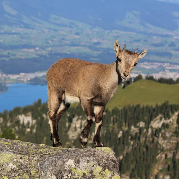 Ibex Alpino Pie Cresta Del Monte Niederhorn Suiza —  Fotos de Stock