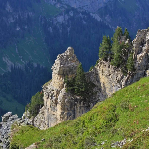Escena Niederhorn Bernese Oberland Árboles Cima Acantilados Empinados —  Fotos de Stock