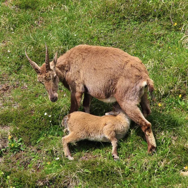 Rare Wild Animals Living Alps Female Alpine Ibex Feeding Her — Stock Photo, Image