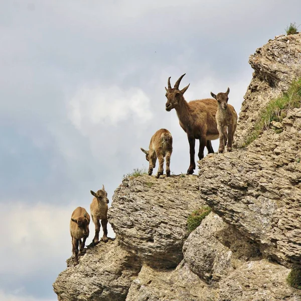 Alpine Ibex Family Photographed Mount Niederhorn Switzerland Rare Wild Animals — Stock Photo, Image