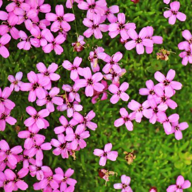 Pembe yastık phlox, Mount Niesen üzerinde büyüyen kır çiçekleri. Bernese Oberland.