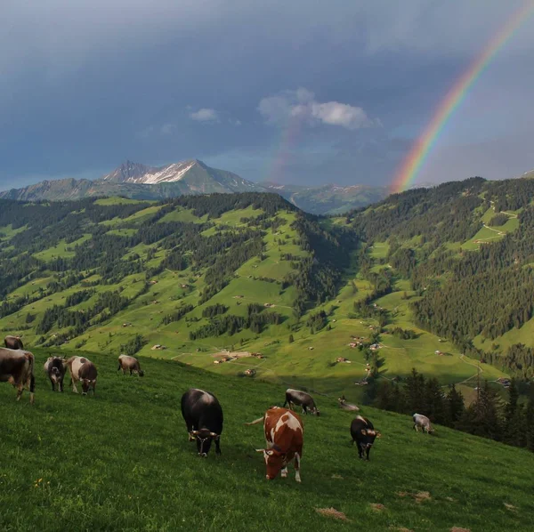 Grazing Cows Mountains Gifer Lauenenhorn Gsteig Bei Gstaad Saanenland Valley — Stock Photo, Image