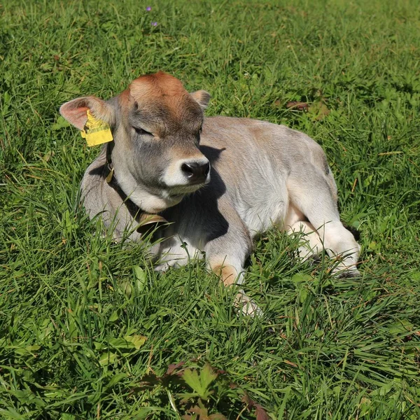 Raetisches Grauvieh 小牛睡在一片绿色的草地上 — 图库照片