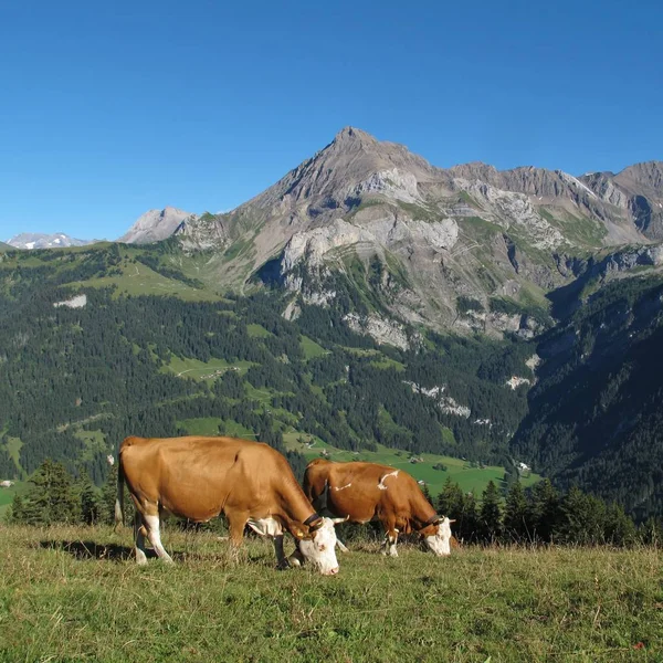 Grazing Cows Mount Spitzhorn Gsteig Bei Gstaad Bernese Oberland Switzerland — Stock Photo, Image