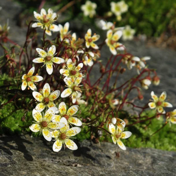 Saxifrage Galben Văzut Lângă Ghețarul Diablerets Flori Sălbatice Creștere Mare — Fotografie, imagine de stoc