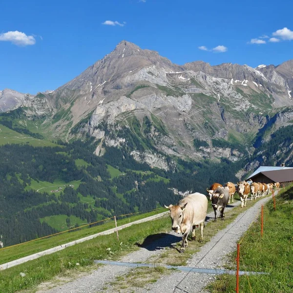 Cows Mountains Scene Gstaad — Stock Photo, Image