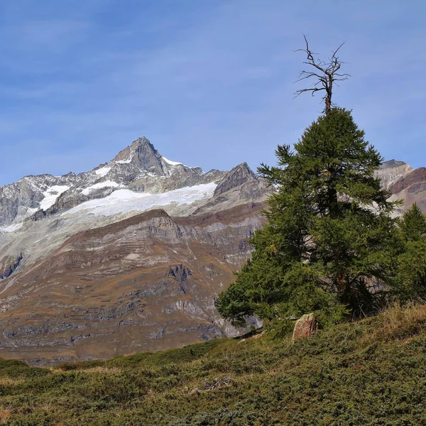 Mount Zinalrothorn Eski Karaçam Ağacı — Stok fotoğraf