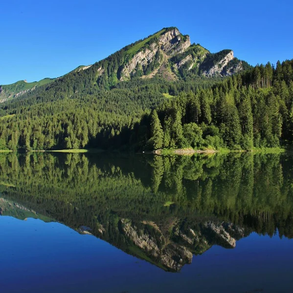 Letní Scéna Švýcarských Alpách Filtry Typu Fir Horské Lesní Odráží — Stock fotografie