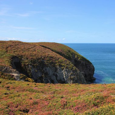 Çayır çiçek kap Frehel, Brittany, dolu. Fransız sahil.