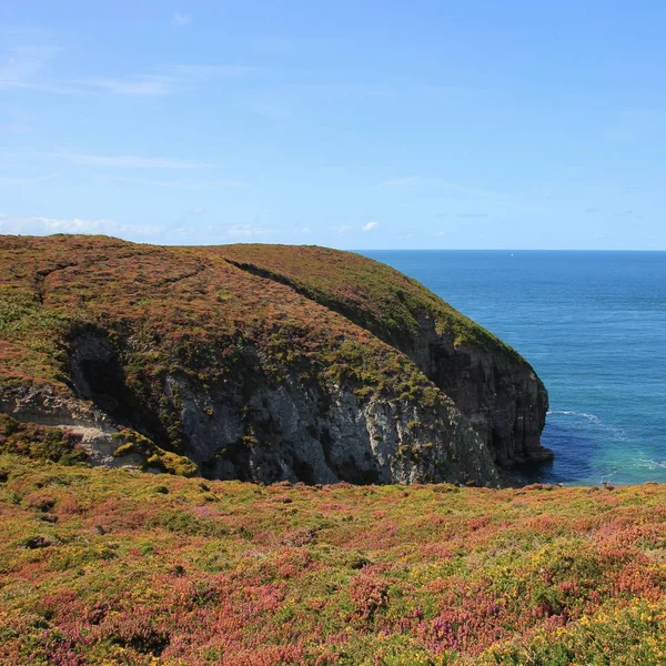 Çayır çiçek kap Frehel, Brittany, dolu. Fransız sahil.