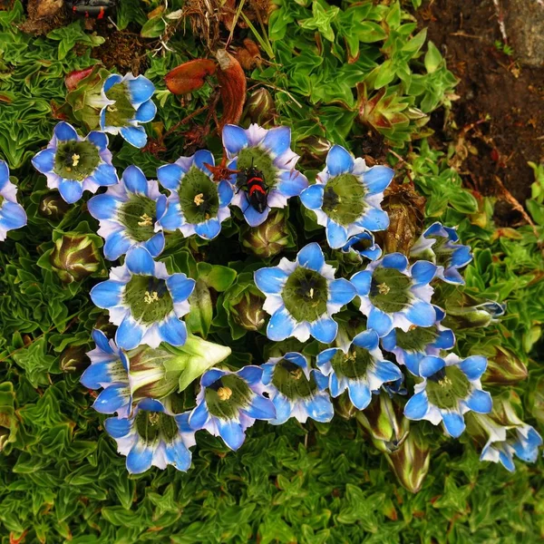 Gencianas Azules Escena Otoñal Parque Nacional Del Everest Nepal —  Fotos de Stock