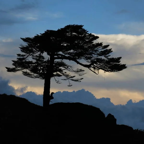 Parçalanmış Ağaç Büyüyen Yüksekte Rüzgar Gün Batımı Sahne Khumjung Nepal — Stok fotoğraf