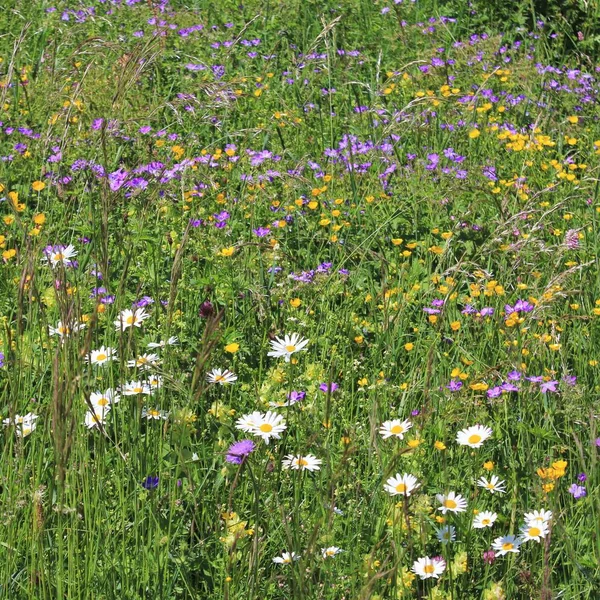 ブリエンツァー ロソーン山に育つ野生の花 スイス — ストック写真