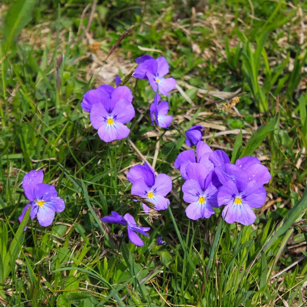 Violeta Agitada Flor Selvagem Crescendo Nos Alpes — Fotografia de Stock