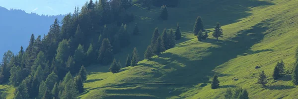 Träd Och Kullar Obermutten Schweiz — Stockfoto